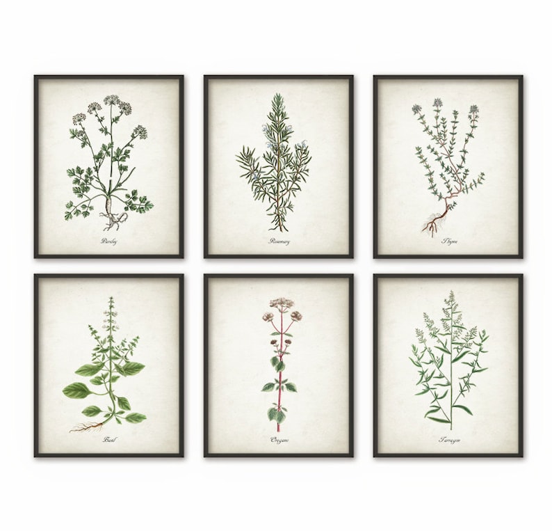 Kitchen Herbs Wall Art Print Set of 6 - Vintage Botanical Herb Prints ...
