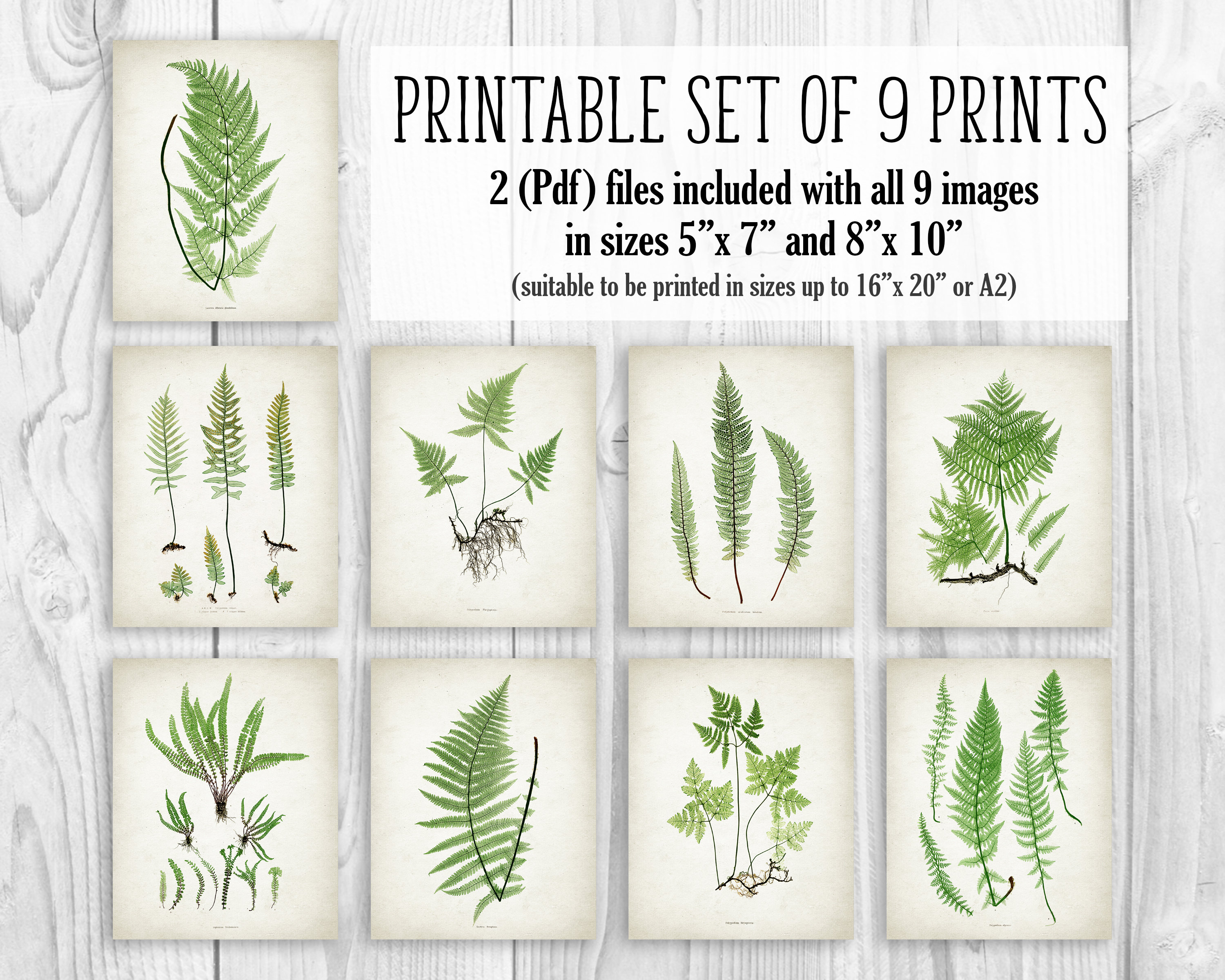 PRINTABLE Set of 9 Fern Images Botanical Wall Art Set Rustic - Etsy