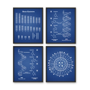 May include: Four blue blueprint style posters with white illustrations of human karyotype, DNA structure, RNA structure, and a codon wheel. The posters have black frames.