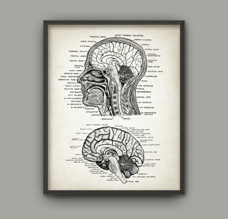 Head and Brain Antique Anatomy Wall Art Poster #2, Neuroscience ...