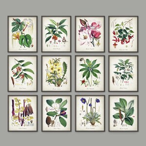 Antique Botanical Plant Set of 12, Green Wall Decor, Vintage Flower Art ...