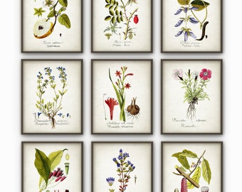 Flowers Wall Art Print Set Of 9, Vintage Botanical Posters, Antique Flower Book Plate Illustration, Floral Decor, Rustic Kitchen Decor