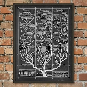 May include: A black and white vintage illustration of a tree-like diagram showing the evolutionary relationships between different types of organisms. The diagram is labeled with the names of different groups of organisms, including plants, animals, protists, and monera. The text at the bottom of the diagram reads "Monophyletischer Stammbaum der Organismen" and "Ernst Haeckel, Jena, 1866".