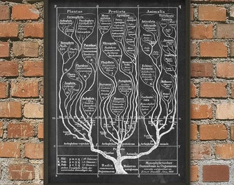 Tree of Life Wall Art Poster 2, Evolution Science Print, Haeckel Biology Tree Of Life Print, Charles Darwin Evolutionary Science Poster