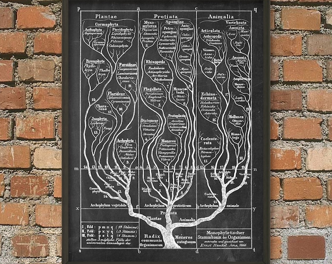 Phylogenetic Tree of Life Poster: Darwinian Evolution Art - Etsy Canada