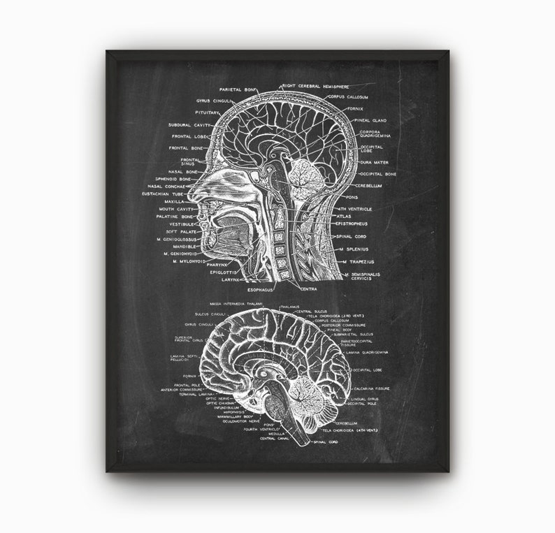 Head and Brain Antique Anatomy Wall Art Poster #2, Neuroscience ...
