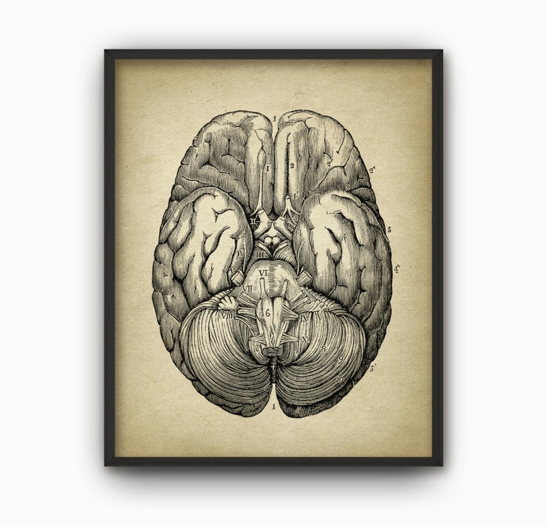 Human Brain Anatomy Print Set of 4 - Brain Dissection - Vintage Brain ...