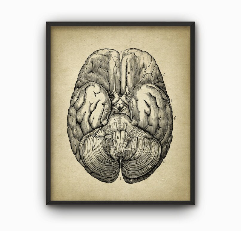 Human Brain Anatomy Print Set of 4 - Brain Dissection - Vintage Brain ...