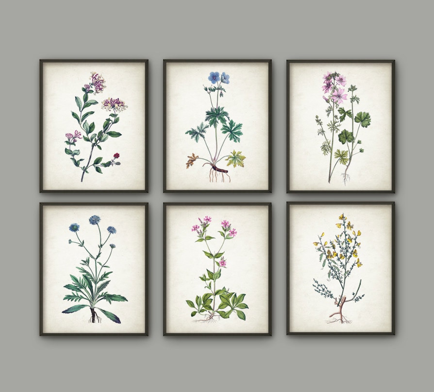 Wildflower Print Set of 6 - Vintage Flower Botanical Home Decor ...
