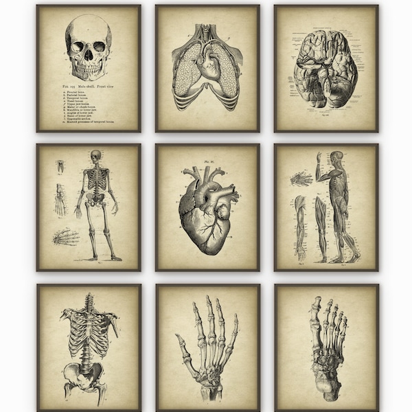 PRINTABLE Set of 9 Anatomy Images, Vintage Wall Art, Medical Student Dorm Room Decor, Antique Anatomy Digital Print Poster INSTANT DOWNLOAD