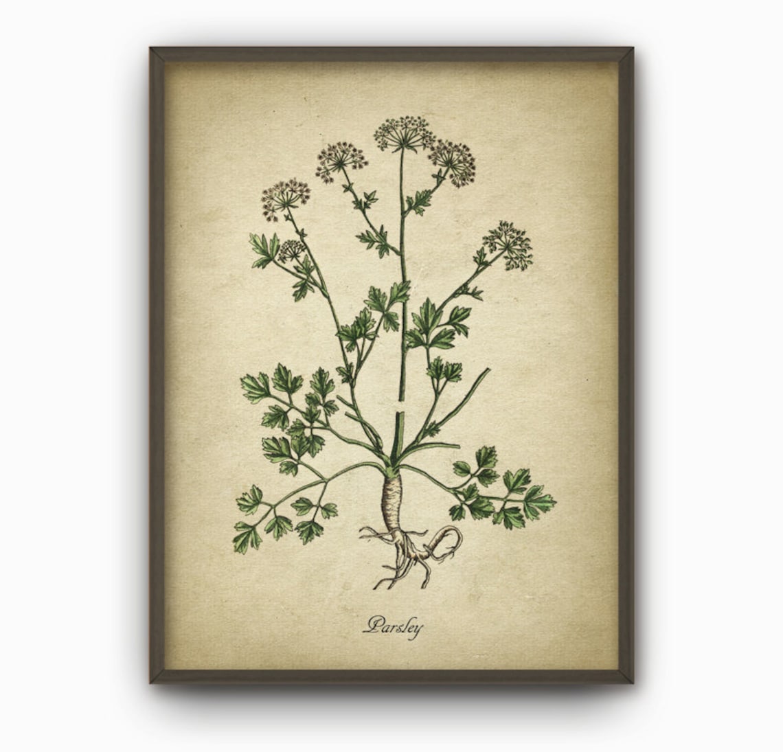 Kitchen Herbs Wall Art Print Set of 6 - Vintage Botanical Herb Prints ...