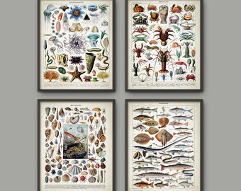 Marine Biology Print Set Of 4 - Bathroom Decor Poster - Oceanography Print - Science Illustration - Jellyfish - Marine Biology