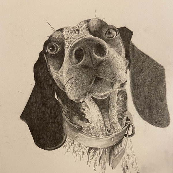 Custom hand drawn pet portrait in graphite