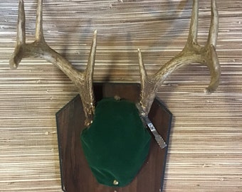 Handmade Cherry Wood Badge Deer Taxidermy Antler Wall Plaque Mount Supplies 