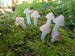 Translucent Amber Mushrooms Fairy Garden Terrarium Miniature Garden 