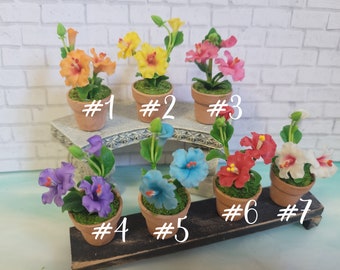 Hibiscus Miniature Flower| Plant | Fairy Garden Flowers | Miniature Garden | Dollhouse