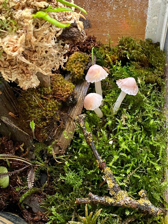 Mushroom Terrarium Jar, Mushroom Ornament Christmas, Fairy Terrarium. 