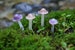 Translucent Burnt Umber Mushrooms Miniature Garden Fairy Garden Terrarium 