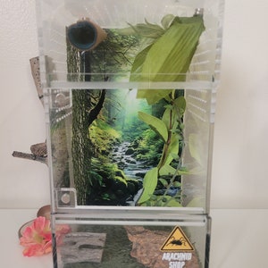 Handgefertigtes Regenwald-Spinnenparadies: Vielseitiges, bereicherndes Spinnengehege