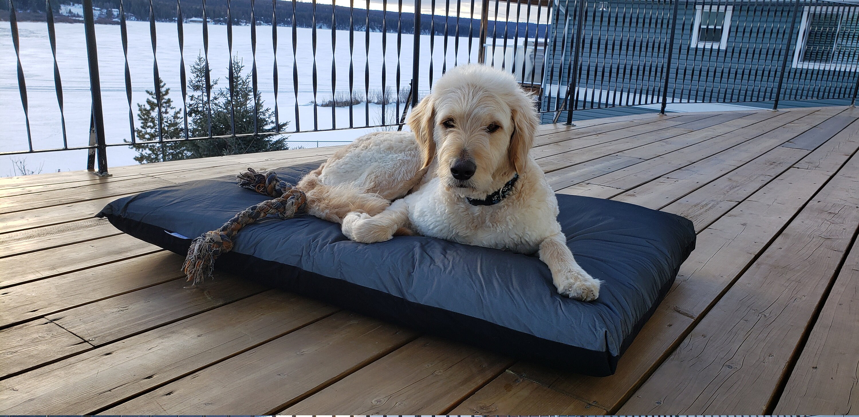 Ultra Durable Orthopedic Waterproof Dog Bed Etsy