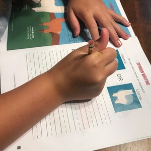 May include: A person's hand holding a pencil over a worksheet with the text "Opinion Writing" and "Do you like Llamas or Alpacas?" The worksheet has illustrations of an alpaca and a llama. The page also has the text "Height & weight Around 3.2 feet and between 50-80kg".