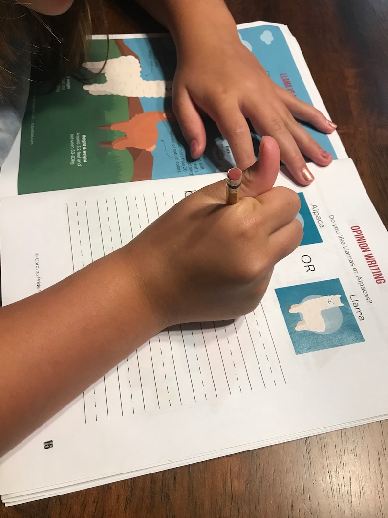 May include: A person's hand holding a pencil over a worksheet with the text "Opinion Writing" and "Do you like Llamas or Alpacas?" The worksheet has illustrations of an alpaca and a llama. The page also has the text "Height & weight Around 3.2 feet and between 50-80kg".