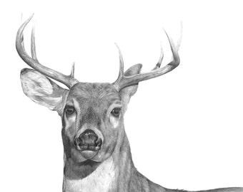 White-tailed Deer Print, wildlife wall art pencil, animal gift wall art, cabin lodge decor, gift for hunter, gift nature decor,deer drawing