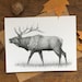 see more listings in the Wildlife Note Cards section