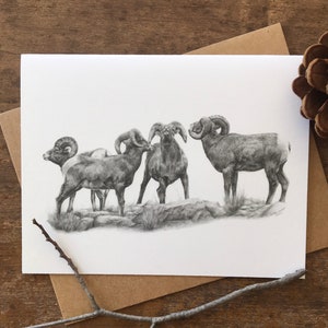 Bighorn Sheep Note Card Set, wildlife art card, black and white note card, nature cards, cards for him, animal card, writer gift, pencil art image 3