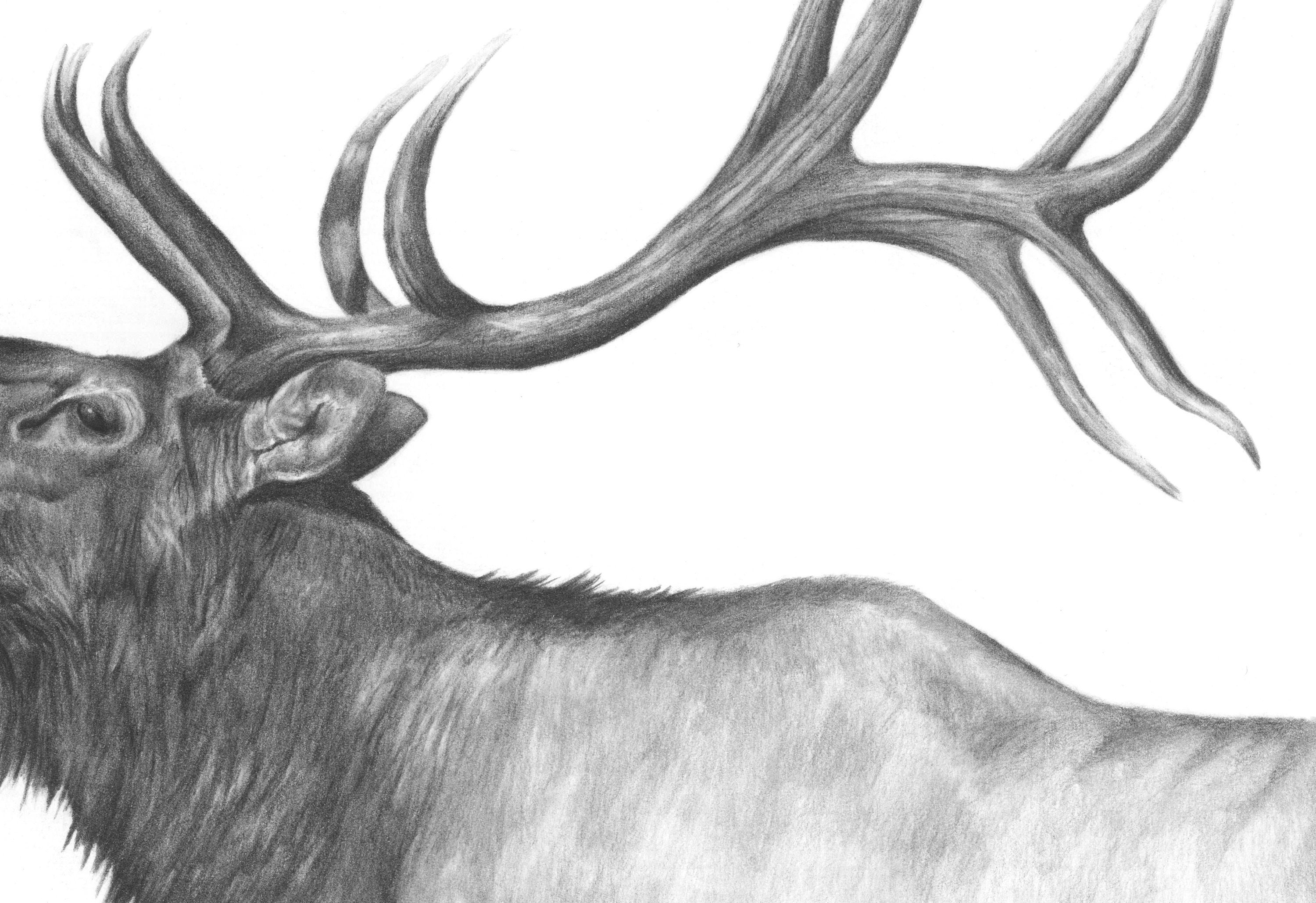 Elk Art Print, Bugling Elk, American Wildlife, Decor for Cabin, Nature