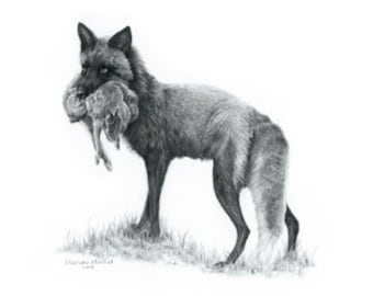 Fox Art Print, silver fox, wildlife art print, wildlife decor, fox wall decor, nature art, black and white art, fox drawing, fox and hare
