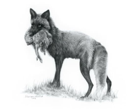 Impression D Art De Renard Renard Argente Impression Etsy