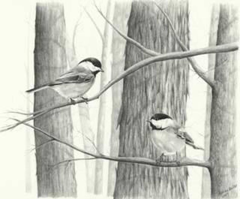 Chickadee Art Print Pencil Art Chickadee Gift Bird Lover Etsy
