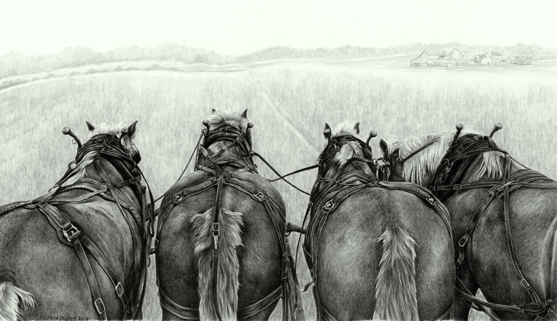 Horse Note Card, plow horses, farm animal cards, horse cards, pencil art, art cards, card for teacher, card gifts, horse gifts, note cards image 3