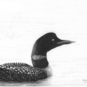 Loon Art Print, wildlife wall art, bird pencil drawing, common loon wilderness art, duck nature gift, decor for cabin, loon rustic wall art