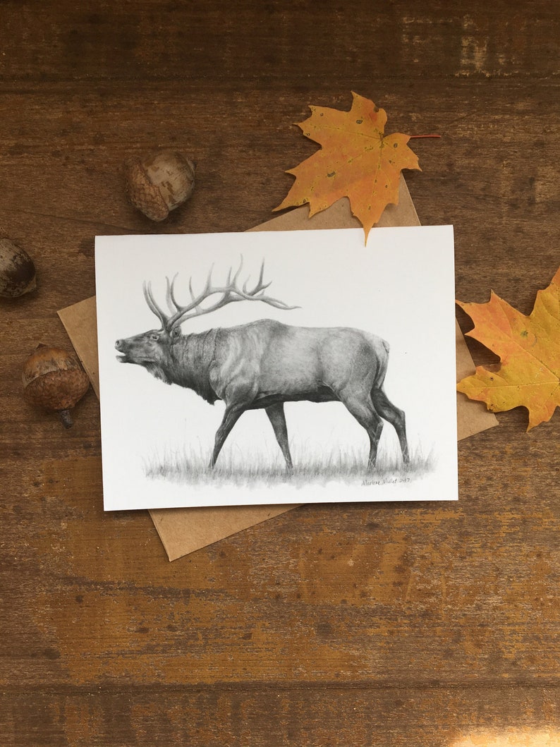 Elk Note Card, 5x7 blank card, wildlife art card, elk art, North American wildlife, elk art, card for hunter, card for dad,animal stationary image 1