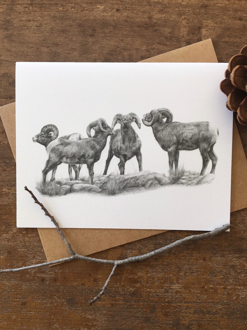 Bighorn Sheep Note Card Set, wildlife art card, black and white note card, nature cards, cards for him, animal card, writer gift, pencil art image 3