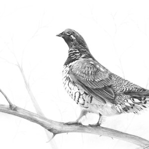 Carte de correspondance de tétras, carte d'art de la faune, art d'oiseau, carte d'oiseau, art de tétras, carte de la nature, carte pour ornithologie, cartes en vente, carte de voeux animal image 4