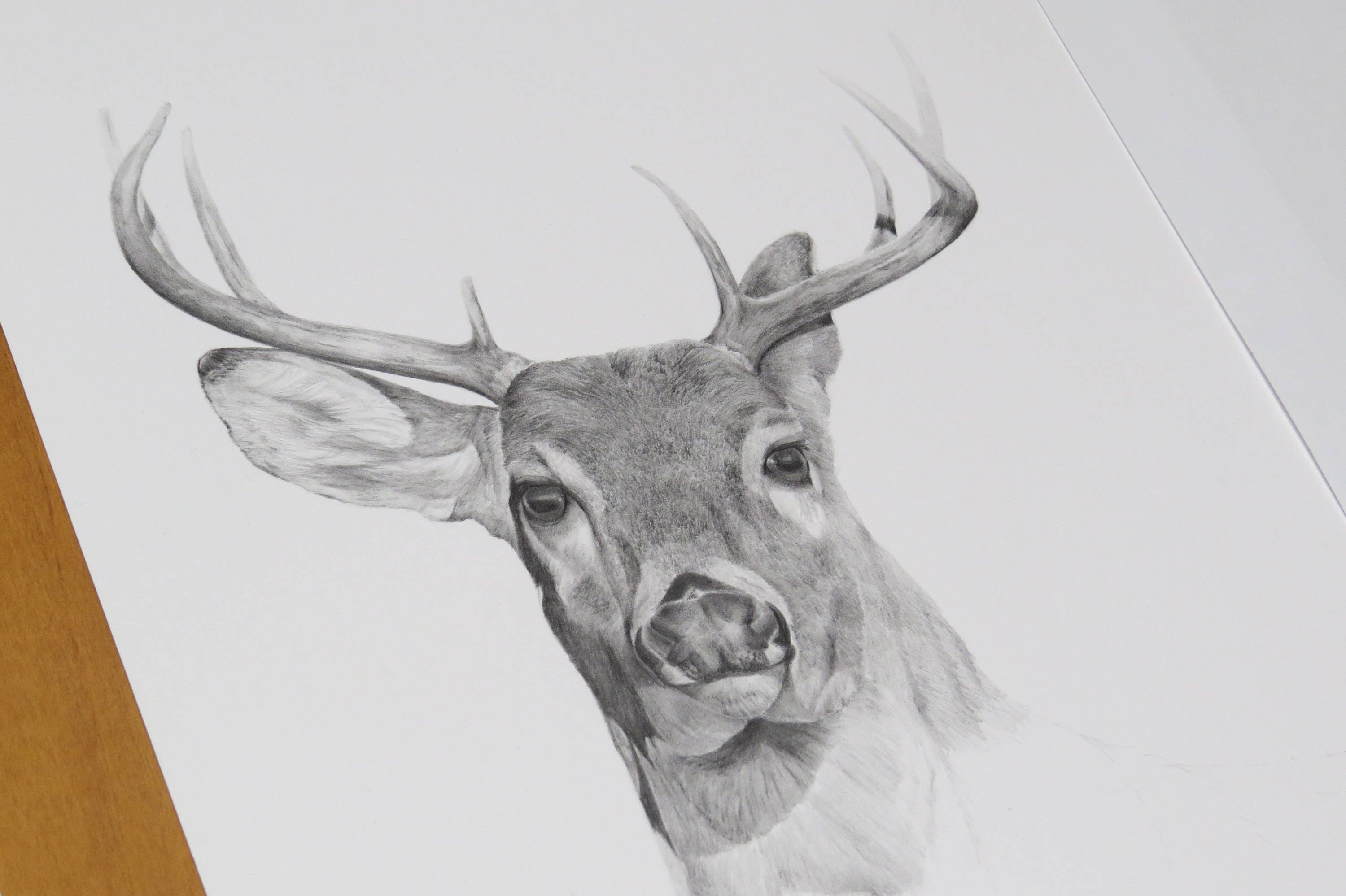 White-tailed Deer Print, Wildlife Wall Art Pencil, Animal Gift Wall Art ...
