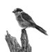 see more listings in the Tout section