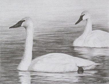 Swan Note Card, Swan Art, Wildlife Art Card, Bird Cards, Nature Card ...