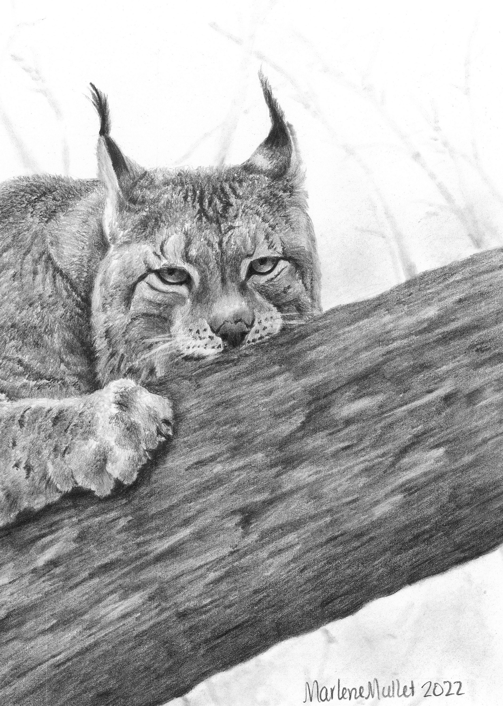 Impression rigide for Sale avec l'œuvre « Dessin au crayon noir et blanc  d'un lynx » de l'artiste Pencil-Art