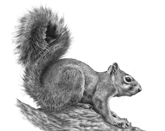 Squirrel Art Print, wildlife art decor, wildlife wall art, squirrel gifts, wall art for cabin, wildlife drawing, squirrel wall art