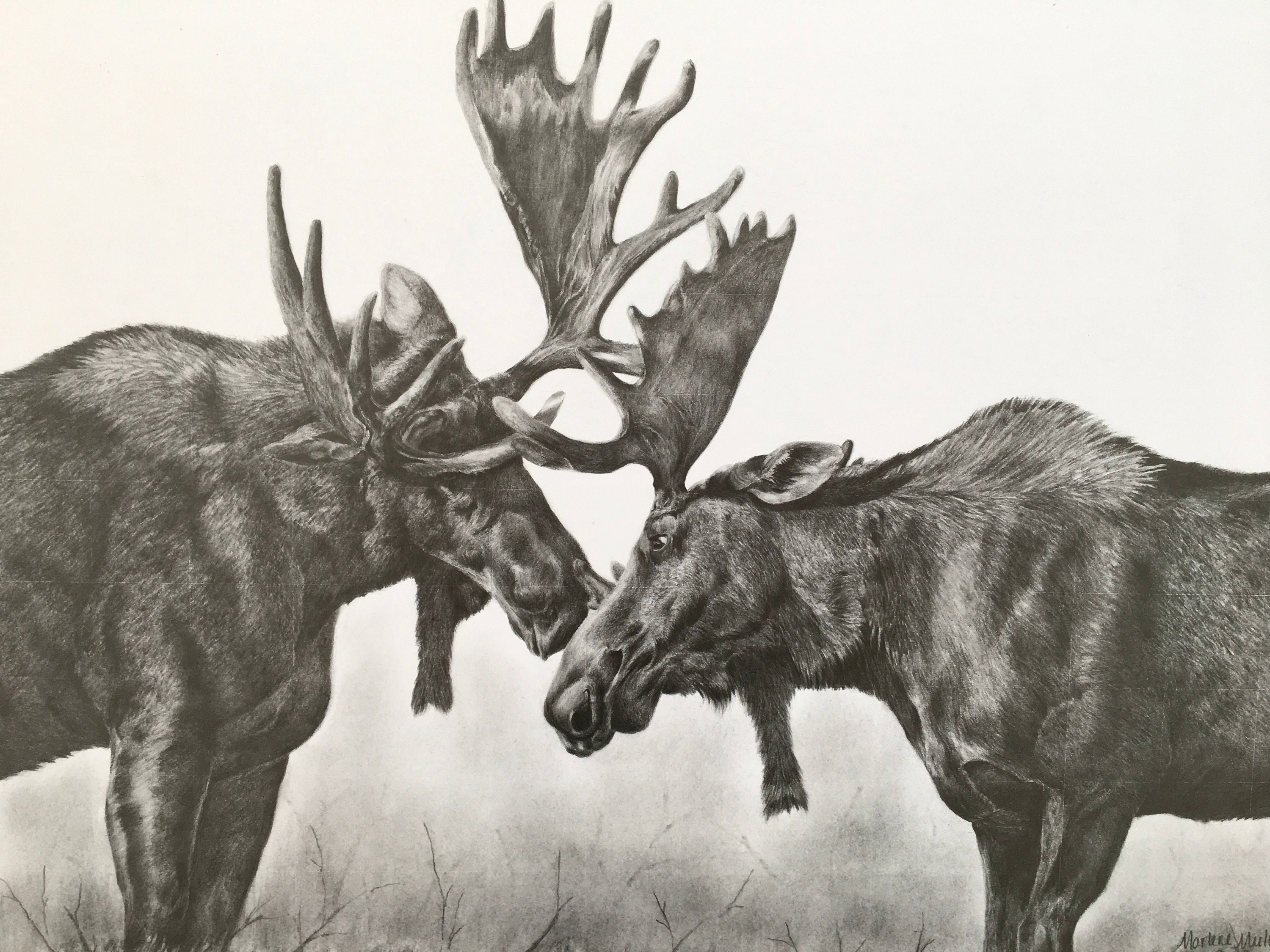 Moose Original Drawing Wildlife Art Original Art Nature Etsy Canada
