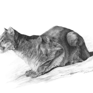 Mountain Lion Print, wildlife wall art, cabin wall decor gift, cougar art print, western art office, mountain lion drawing, nature wall art