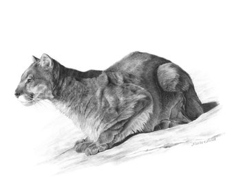 Puede incluir: Un dibujo a lápiz en blanco y negro de un puma, también conocido como león de montaña, en posición agachada. El puma mira hacia la izquierda de la imagen.
