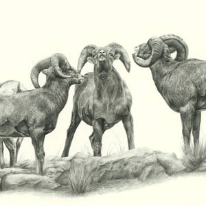Bighorn Sheep Note Card Set, wildlife art card, black and white note card, nature cards, cards for him, animal card, writer gift, pencil art image 4