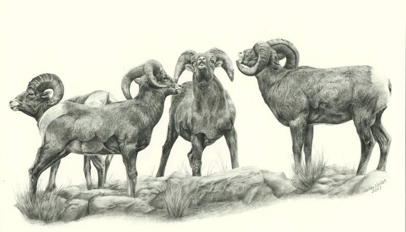 Bighorn Sheep Note Card Set, wildlife art card, black and white note card, nature cards, cards for him, animal card, writer gift, pencil art image 4