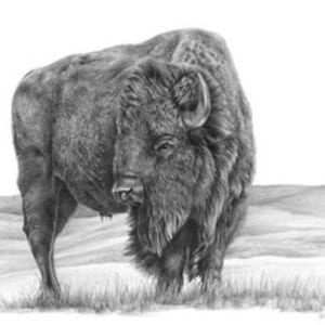 Bison Art Print, nature decor print, bison wall art, pencil artwork, cabin western decor, wall art lodge, wildlife decor, buffalo art print