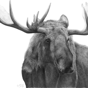 Moose Art Print, wildlife wall art, gift for him, nature prints, wildlife decor, man cave decor, moose gift, black and white wall art